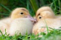 Group of three ducklings huddle together