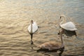 group of three elegance white and brown swan bird wildlife animal swim in sunset light golden lake water nature background Royalty Free Stock Photo