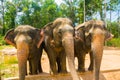 Group of Three Elephants at Vinpearl Safari Phu Quoc park with exotic flora and fauna, Phu Quoc, Vietnam Royalty Free Stock Photo