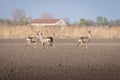 Group of three female and one male roe deer stands on crop field. Capreolus capreolus