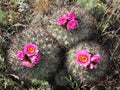 Hedgehog Cactus - Pediocactus nigrispinus Royalty Free Stock Photo