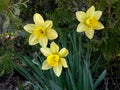 Group of three  of  daffodiles. Narcissus of cultivar Kiss Me close-up Royalty Free Stock Photo