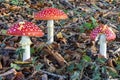 Group of Three Fly Agaric Fungi Amanita muscaria Growing in a Birch Wood