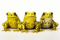 Group of three frogs sitting next to each other on white surface. Generative AI