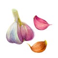 The group of three garlic slices isolated on white background. Watercolor illustration