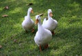 Trio of white geese walking on the grass in Tampa, Florida Royalty Free Stock Photo