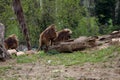 A group of three Gelada baboons Theropithecus gelada