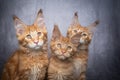 group of three ginger maine coon kittens sidy by side Royalty Free Stock Photo