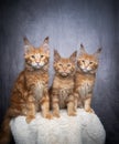 group of three ginger maine coon kittens sidy by side Royalty Free Stock Photo