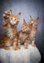 group of three ginger maine coon kittens sidy by side Royalty Free Stock Photo