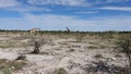 Group of three giraffes filmed from a car in Etosha National Park, Namibia Royalty Free Stock Photo