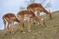 Group of three grazing impala Royalty Free Stock Photo