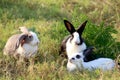 Group of three happy cute fluffy bunny standing sitting on green grass nature background, long ears rabbit family in wild meadow, Royalty Free Stock Photo