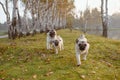 A group of three pugs, dogs are running towards the camera, on green grass and autumn leaves in a park, near a lake or a pond Royalty Free Stock Photo