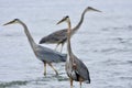 Group of three herons stand in the shallows as they hunt for fish