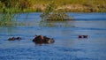 Group of three hippos enjoying the fresh water in Okavango river near Divundu in Caprivi Strip, Namibia.