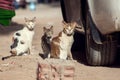 A group of homeless cats on the city street Royalty Free Stock Photo