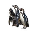 Group of three Humboldt Penguins, Spheniscus humboldti,isolated on the white background. The penguin is a South American penguin Royalty Free Stock Photo