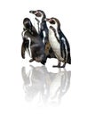 Group of three Humboldt Penguins, Spheniscus humboldti,isolated on the white background with reflects there. The penguin is a Royalty Free Stock Photo