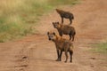 Group of three hyenas on a gravel road surrounded by green grass