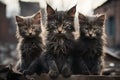Group of three kittens sitting together Royalty Free Stock Photo