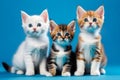 Group of Three Kittens Sitting Together Royalty Free Stock Photo