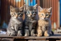 Group of three kittens sitting together Royalty Free Stock Photo