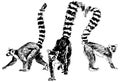 Group of three lemurs Madagascar Hand drawn sketch Royalty Free Stock Photo