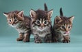Group of three little kittens together Royalty Free Stock Photo