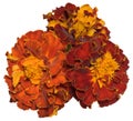 Group of three lush orange red marigold flowers on an isolated background Royalty Free Stock Photo