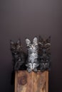 group of three maine coon kittens sitting on a wooden block side by side Royalty Free Stock Photo