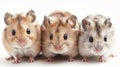 Group of Three Mice Sitting Together Royalty Free Stock Photo