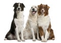 Group of three mixed-breed dogs