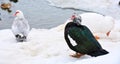 Muscovy ducks Royalty Free Stock Photo