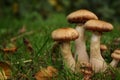 A group of three mushrooms in a field of grass with leaves