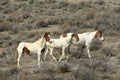 A group of three mustangs