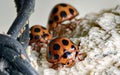 Group of Three Orange Ladybugs with Black Spots on a Textured Off-White Surface Royalty Free Stock Photo