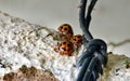 Group of Three Orange Ladybugs with Black Spots on a Textured Off-White Surface Royalty Free Stock Photo