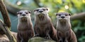 Group of Three Otters Standing on a Rock