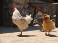 Group of three pacing roosters