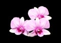 Group of three Pale pink dendrobium orchid flowers