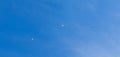 Group of three parachutist against blue sky. Sport, hobby background Royalty Free Stock Photo