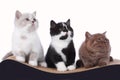 Three british shorthair kitten sitting on a cat scratching post