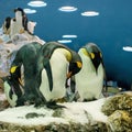 Group of three penguins standing on an ice covered rock Royalty Free Stock Photo