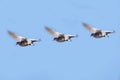 Group of Three Pigeons Flying