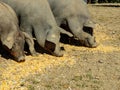 Group of three pigs eating corn feed on the ground
