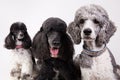 Group of three poodles Royalty Free Stock Photo