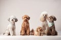 Group of Three Poodles Sitting Together Royalty Free Stock Photo