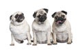 Group of three pug in a row Royalty Free Stock Photo