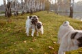 A group of three pugs, dogs are running on green grass and autumn leaves in a park, near a lake or a pond Royalty Free Stock Photo